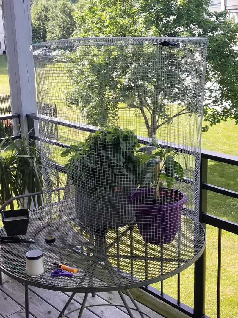 Cover The Soil With Chicken Wire