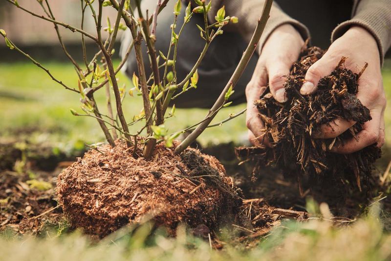 Cover The Wet Soil With Mulch