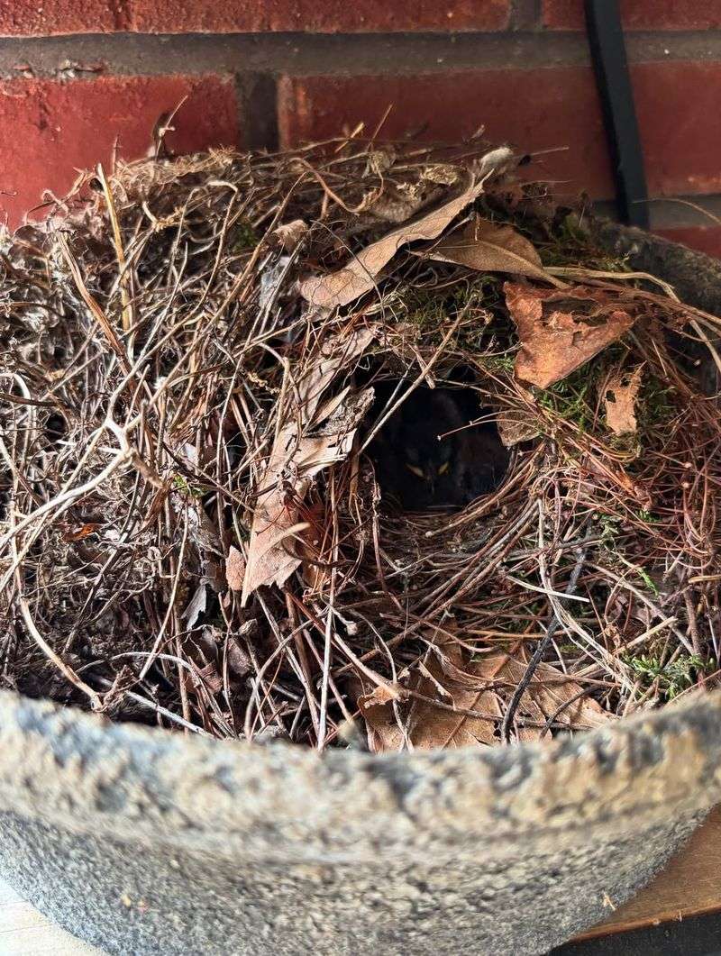 Covered Entryways Protect Nests From Rain