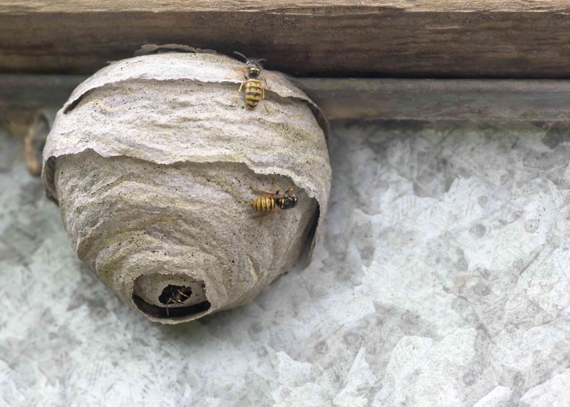 Covered Porches Give Wasps A Safe Place To Nest Covered Porches Give Wasps A Safe Place To Nest