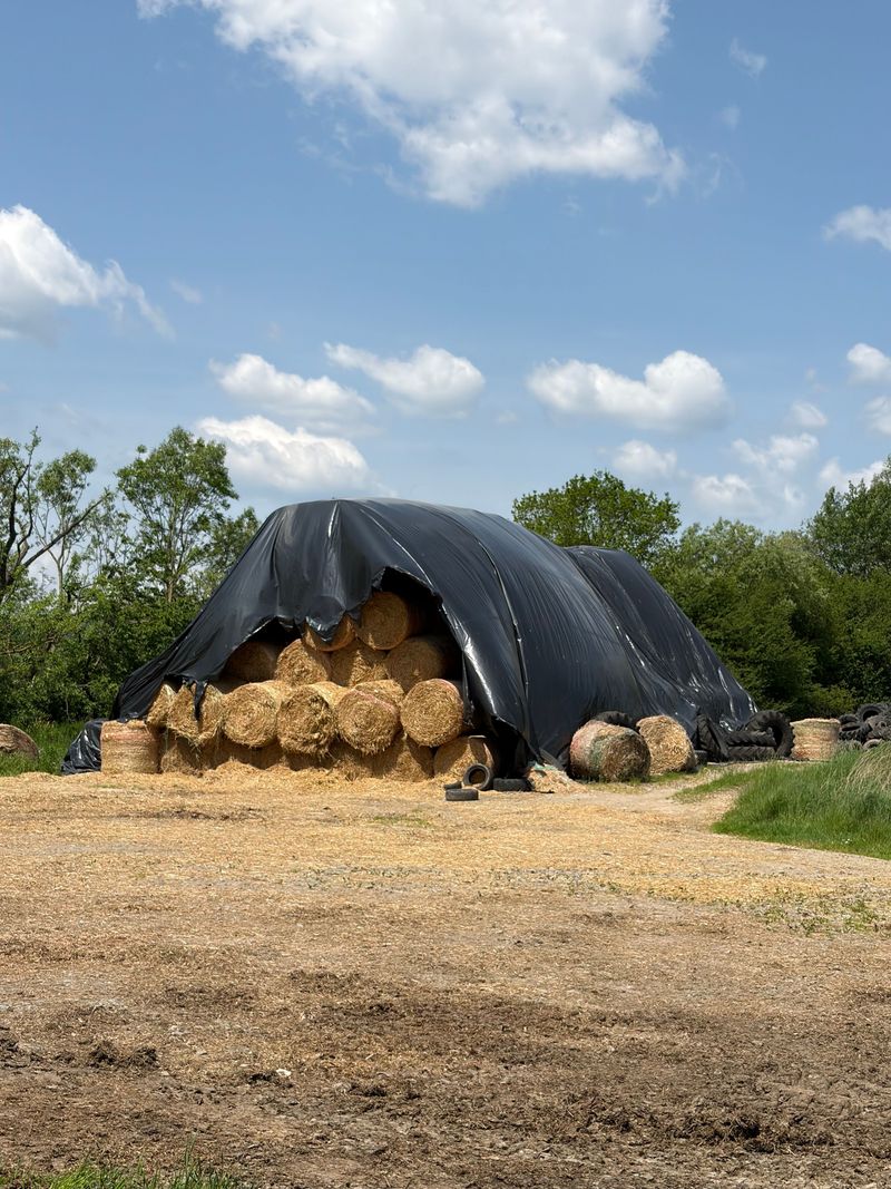 Covering With A Tarp Smothers Regrowth