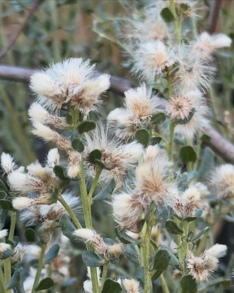 Coyote Brush Coyote Brush