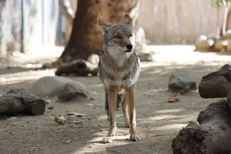 Coyotes Usually Follow Food, Water, Or Shelter Coyotes Usually Follow Food, Water, Or Shelter