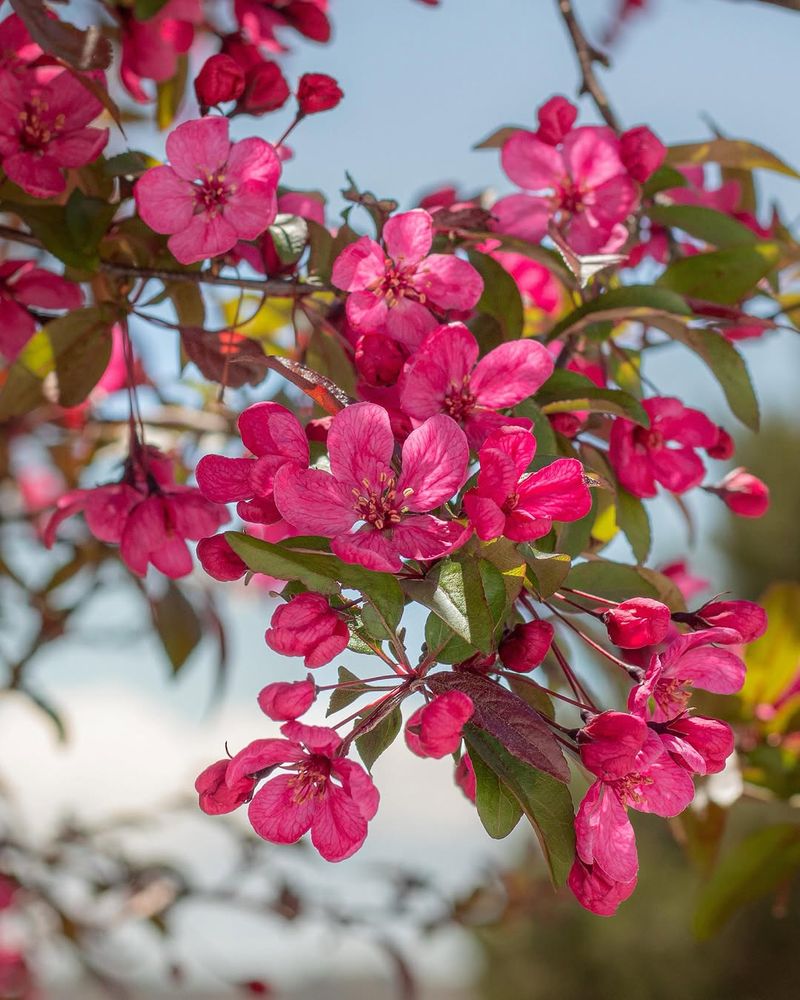 Crabapple Trees Should Not Receive August Shaping