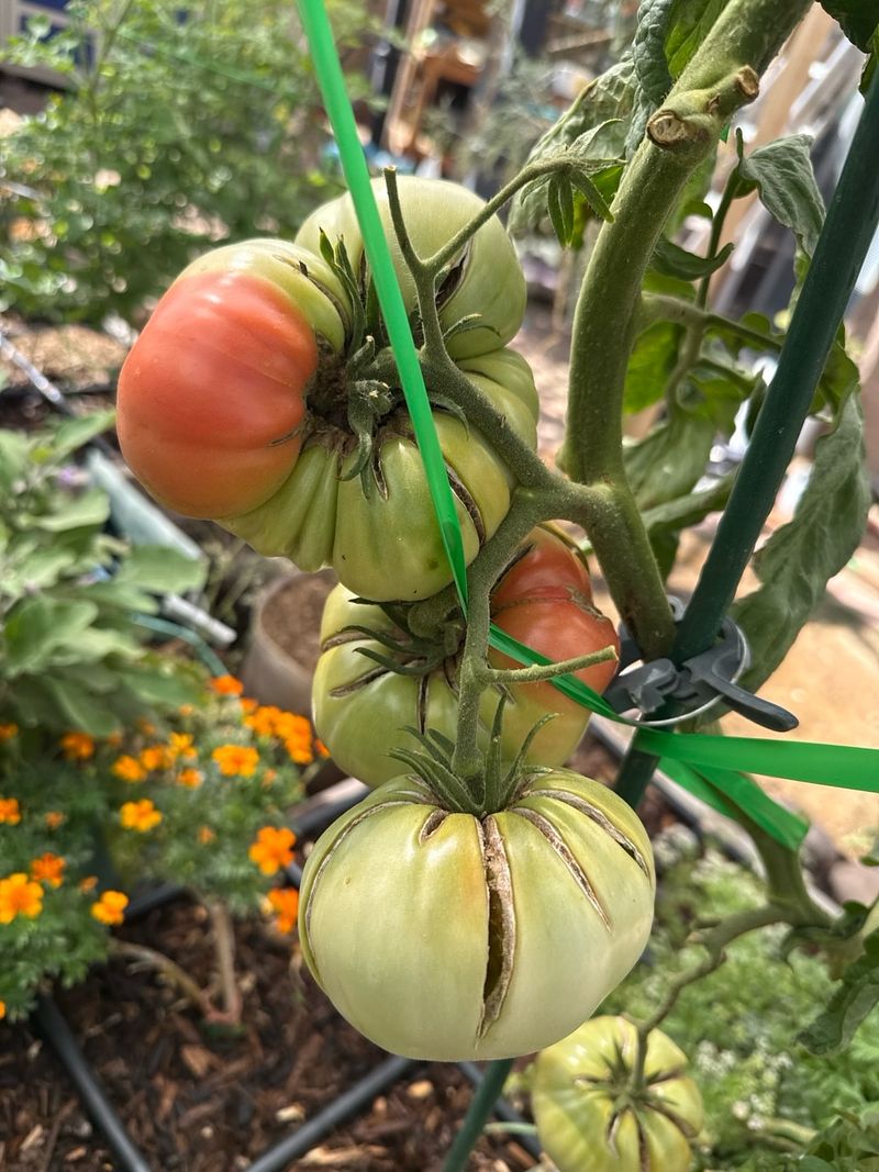 Cracking Fruit After Dry Spells Cracking Fruit After Dry Spells