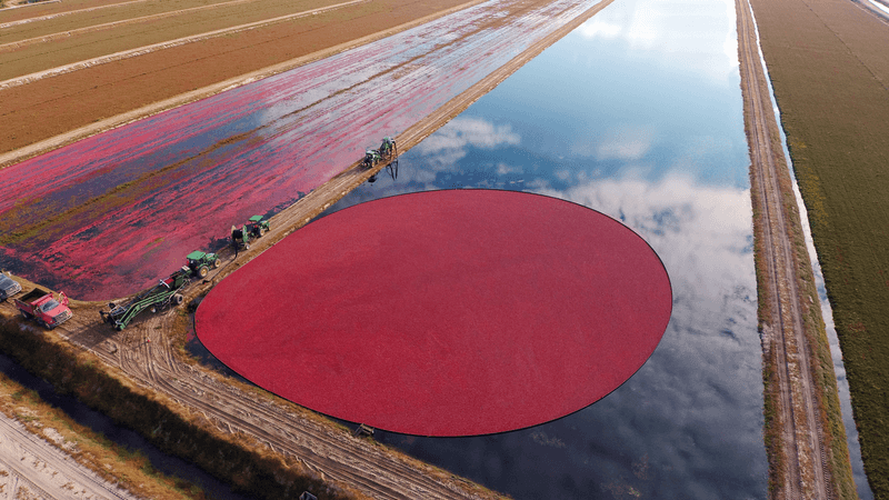 Cranberry Farms Depend On Acidic Soil And Careful Water Management Cranberry Farms Depend On Acidic Soil And Careful Water Management