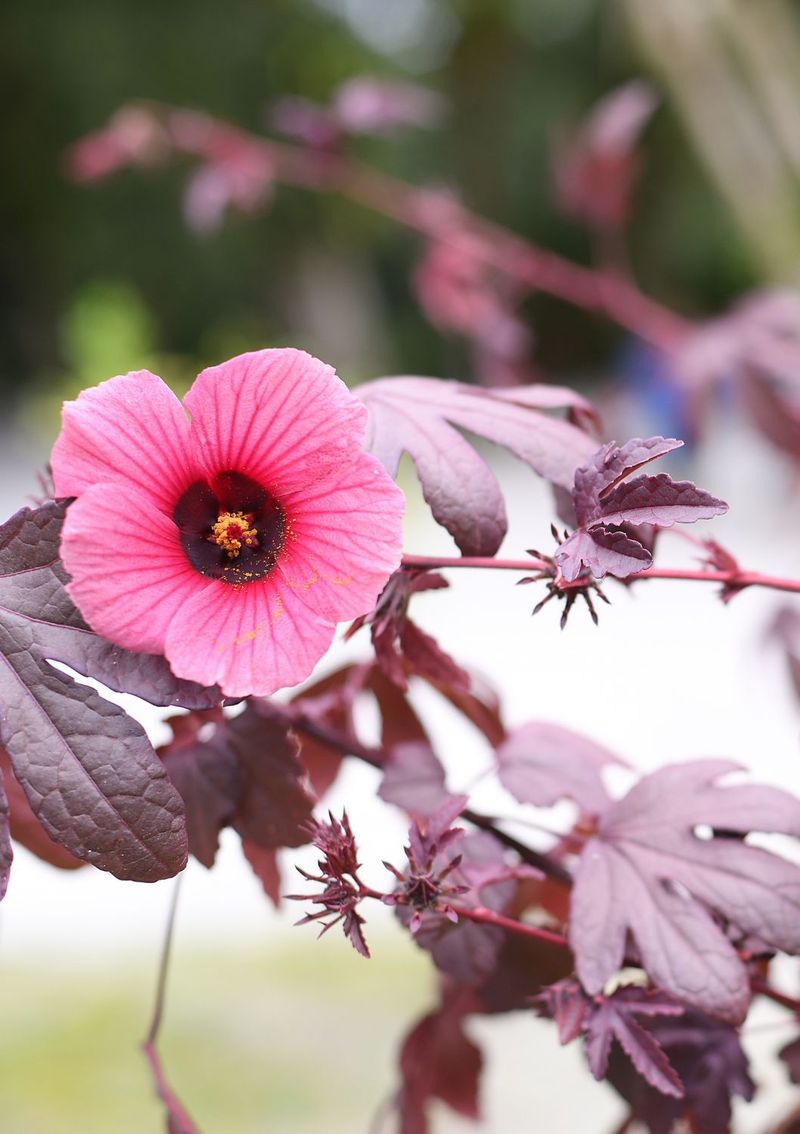 Cranberry Hibiscus Adds Burgundy Color To Beds Cranberry Hibiscus Adds Burgundy Color To Beds