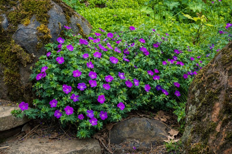 Cranesbill Geranium Cranesbill Geranium