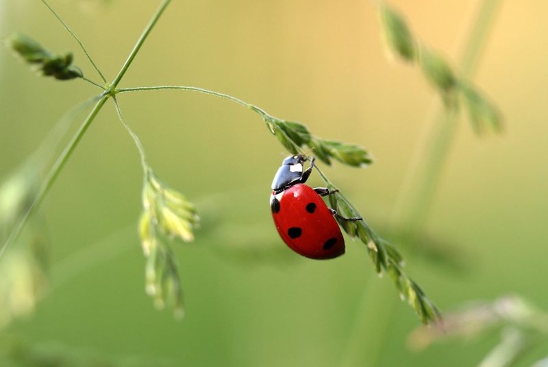 Create Habitat Instead Of Releasing Purchased Ladybugs Create Habitat Instead Of Releasing Purchased Ladybugs