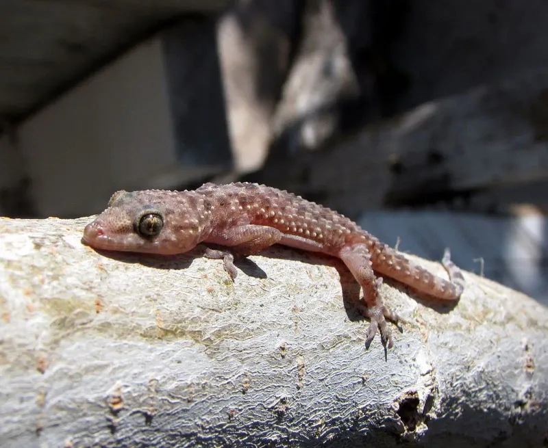 Create Intentional Daytime Hiding Places Outdoors