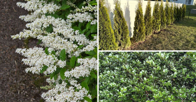 Create Privacy In A New Jersey Yard With These 8 Fast-Growing Trees