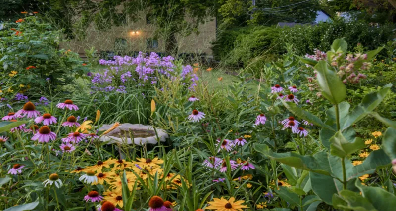 Create Shade With Native Trees And Shrubs Create Shade With Native Trees And Shrubs
