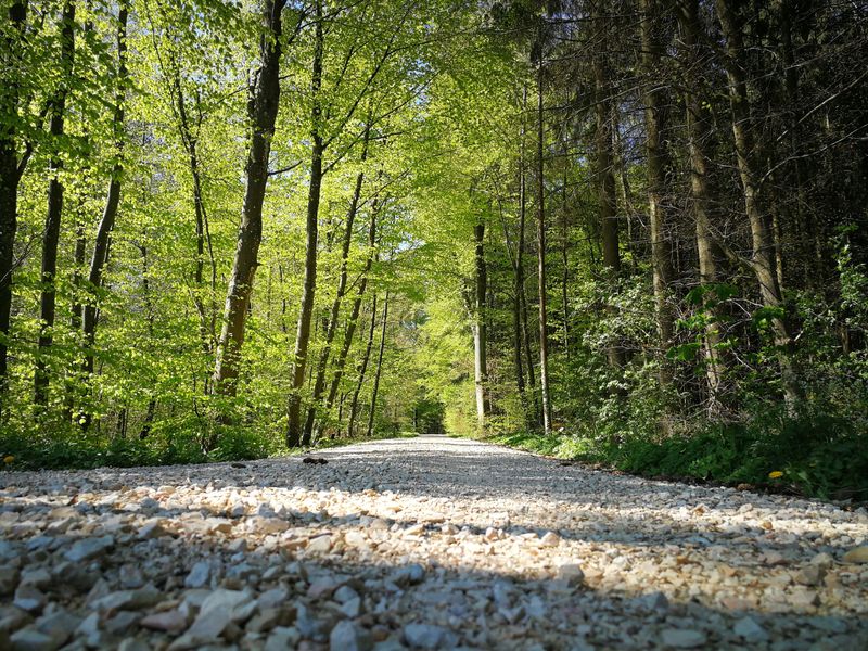 Creating A Wood Chip Or Gravel Barrier Along Wooded Edges Creating A Wood Chip Or Gravel Barrier Along Wooded Edges