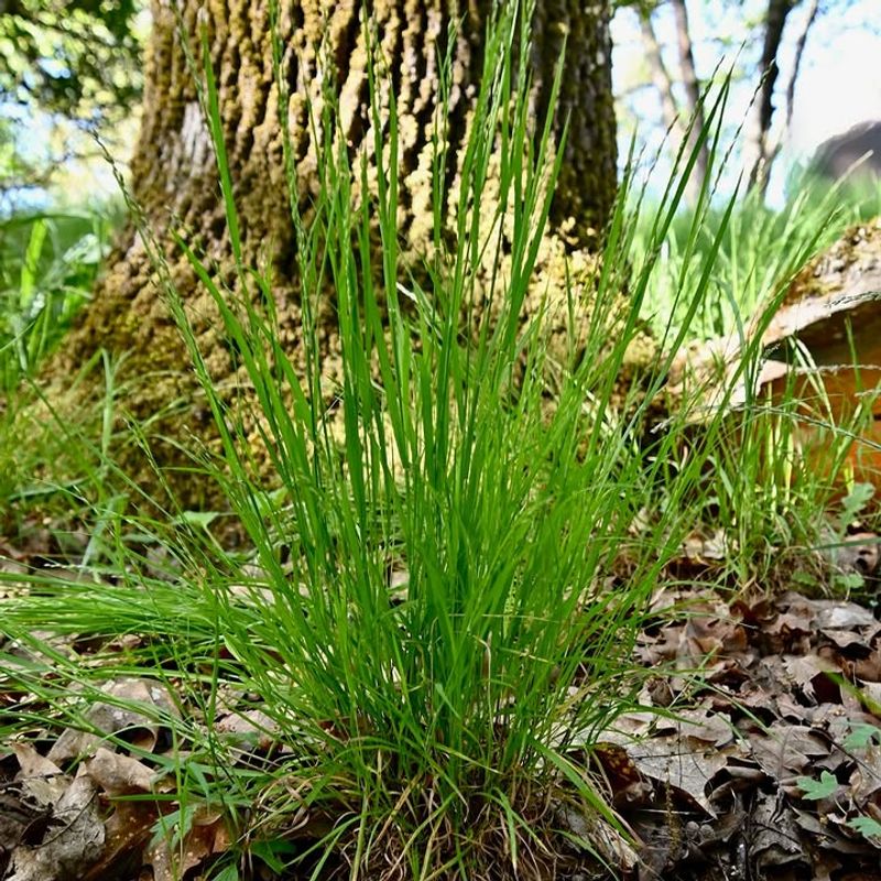 Creek Sedge Brings Soft Texture To Shady Landscapes