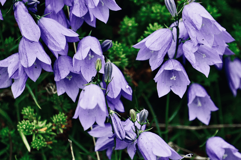 Creeping Bellflower (Campanula Rapunculoides)