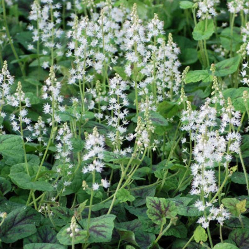 Creeping Foamflower Spreads Runners That Seal The Soil