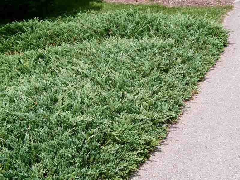 Creeping Juniper