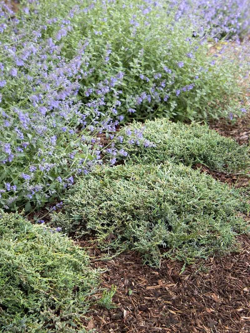 Creeping Juniper Creeping Juniper