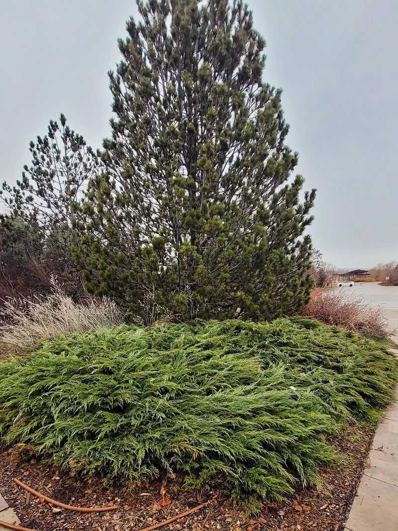 Creeping Juniper Covers Hot Dry Border Edges Creeping Juniper Covers Hot Dry Border Edges