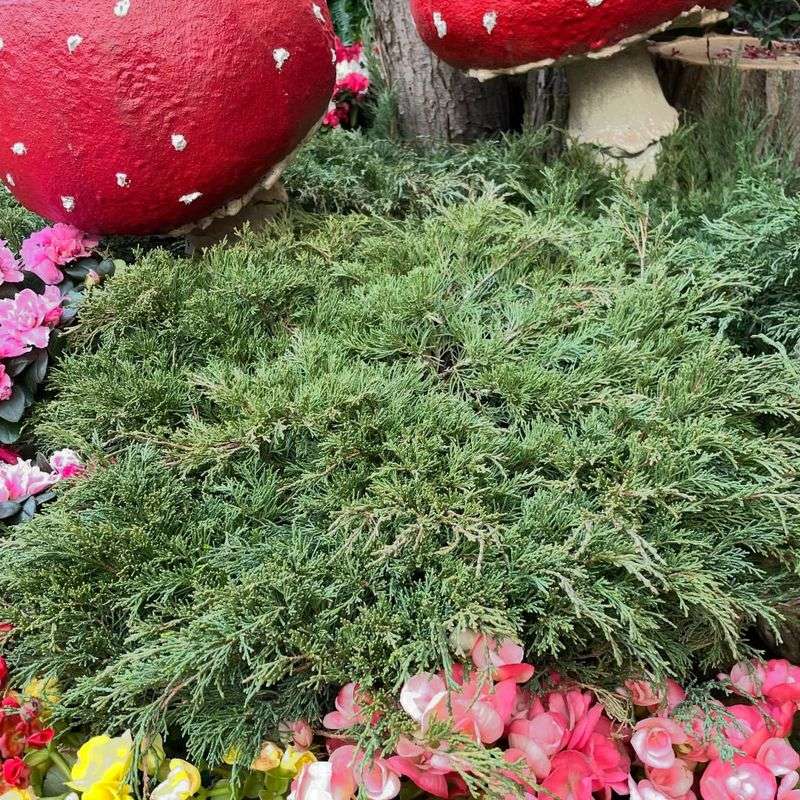 Creeping Juniper Creeping Juniper