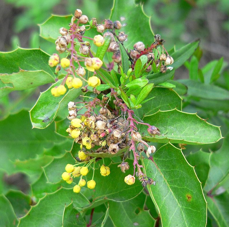 Creeping Oregon Grape (Mahonia Repens) Creeping Oregon Grape (Mahonia Repens)