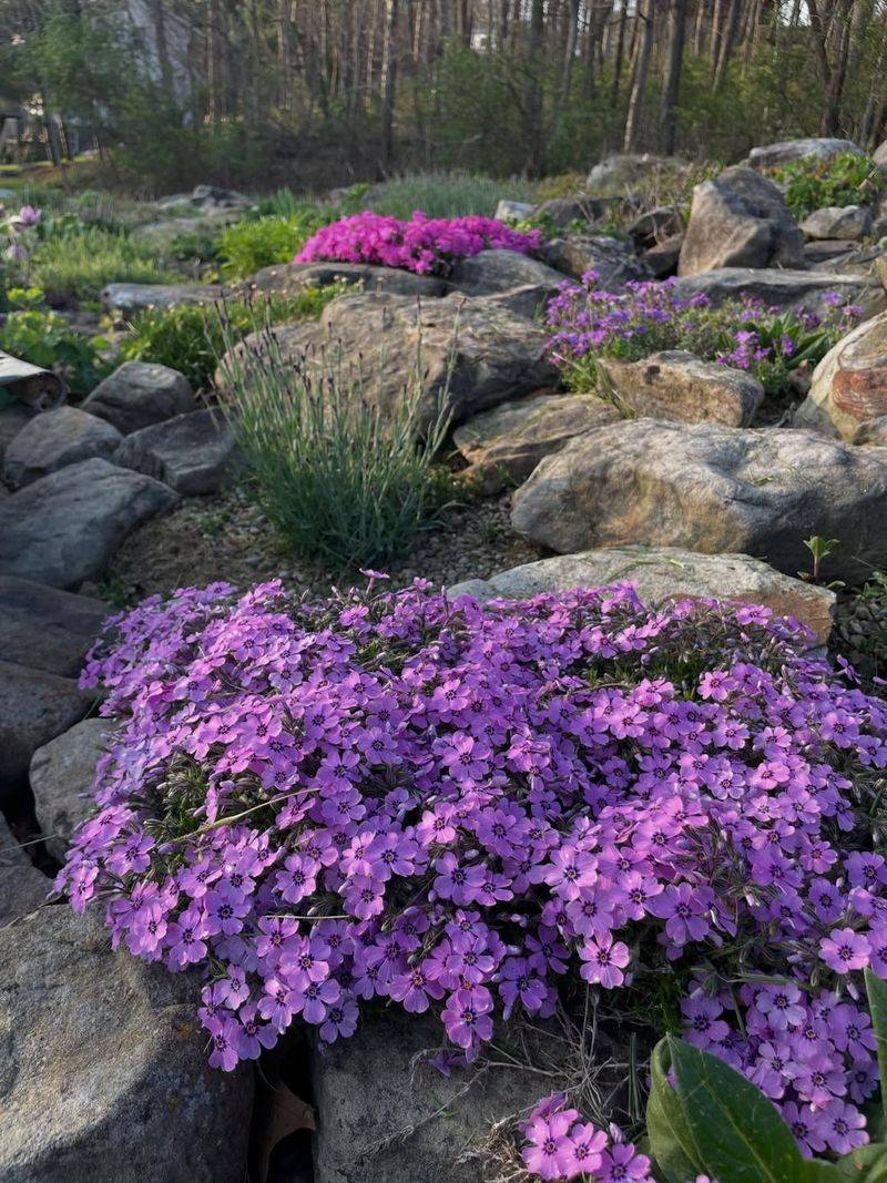 Creeping Phlox Creeping Phlox
