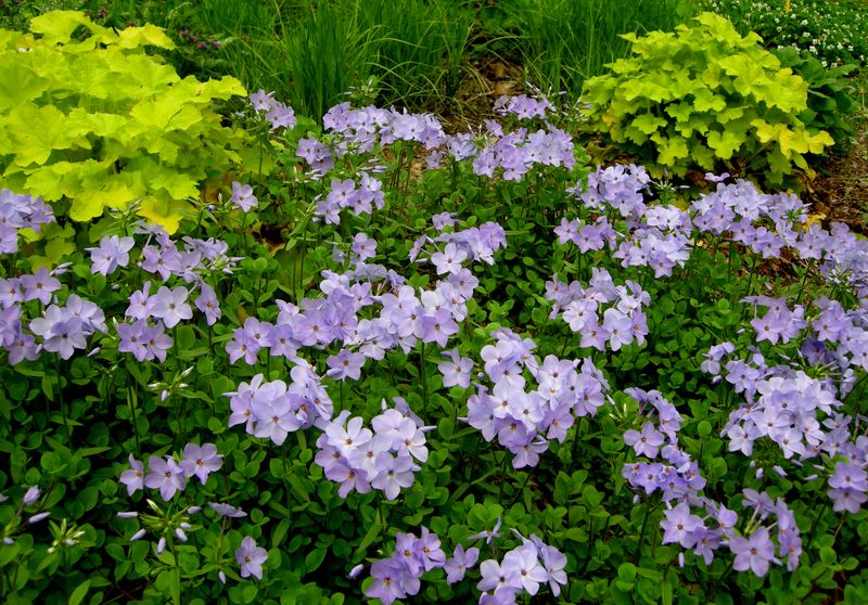 Creeping Phlox Can Soften Moist Woodland Borders Creeping Phlox Can Soften Moist Woodland Borders