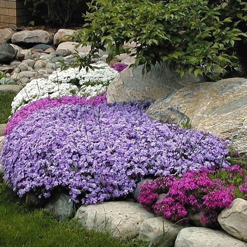 Creeping Phlox Covers Sunny Banks With Color Creeping Phlox Covers Sunny Banks With Color