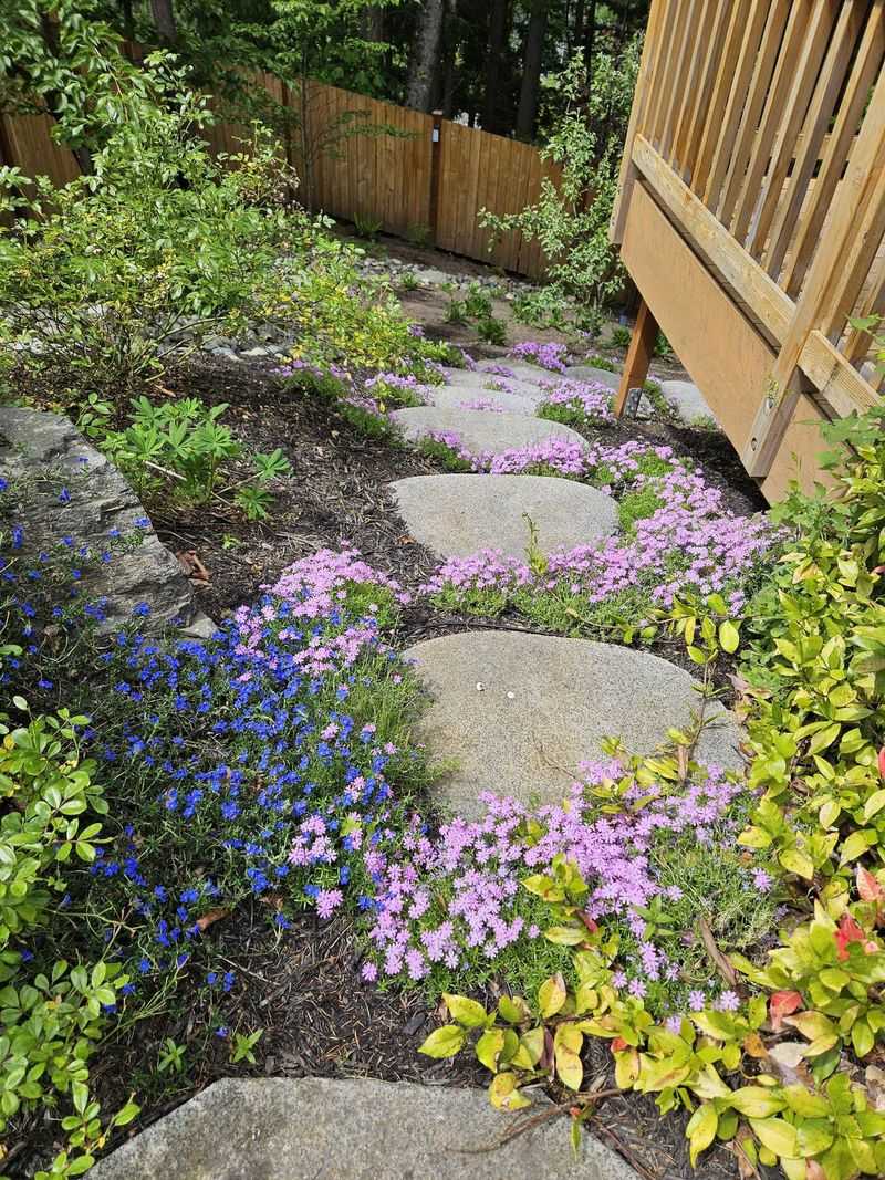 Creeping Phlox For Soft Color Around Stepping Stones Creeping Phlox For Soft Color Around Stepping Stones