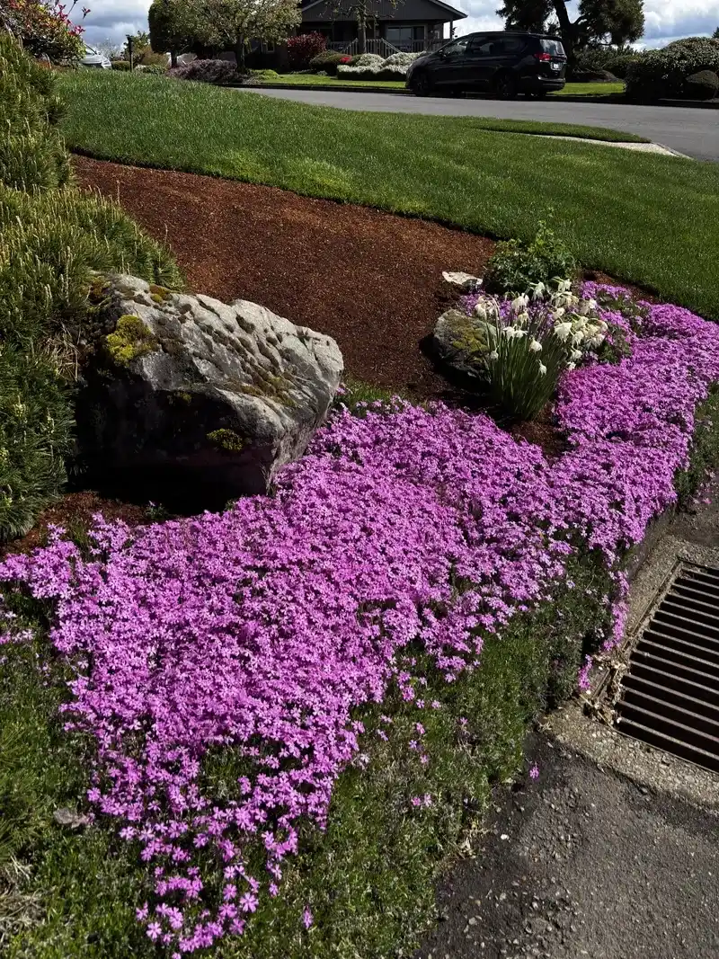 Creeping Phlox Locks The Seam With Color