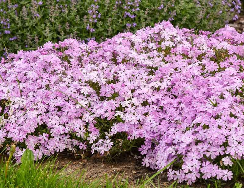 Creeping Phlox Turns A Bare Slope Into A Purple Blanket