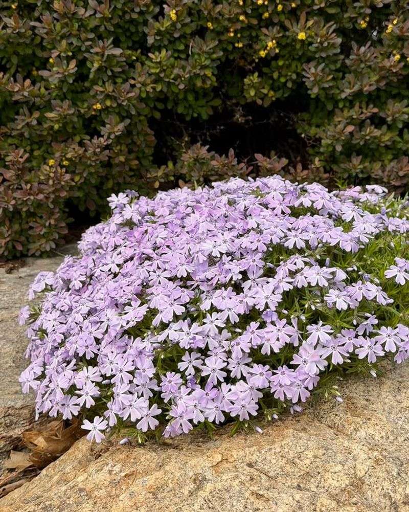 Creeping Phlox Creeping Phlox