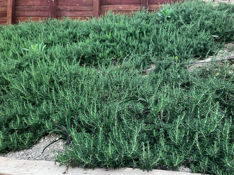Creeping Rosemary Spills Over Wider Edges