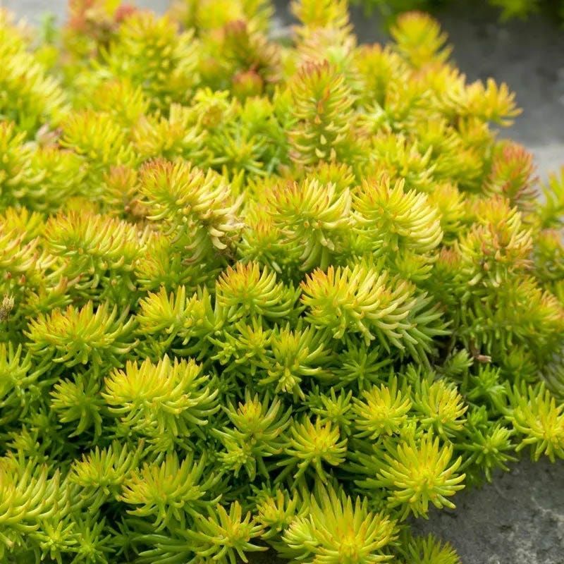 Creeping Sedum Creeping Sedum