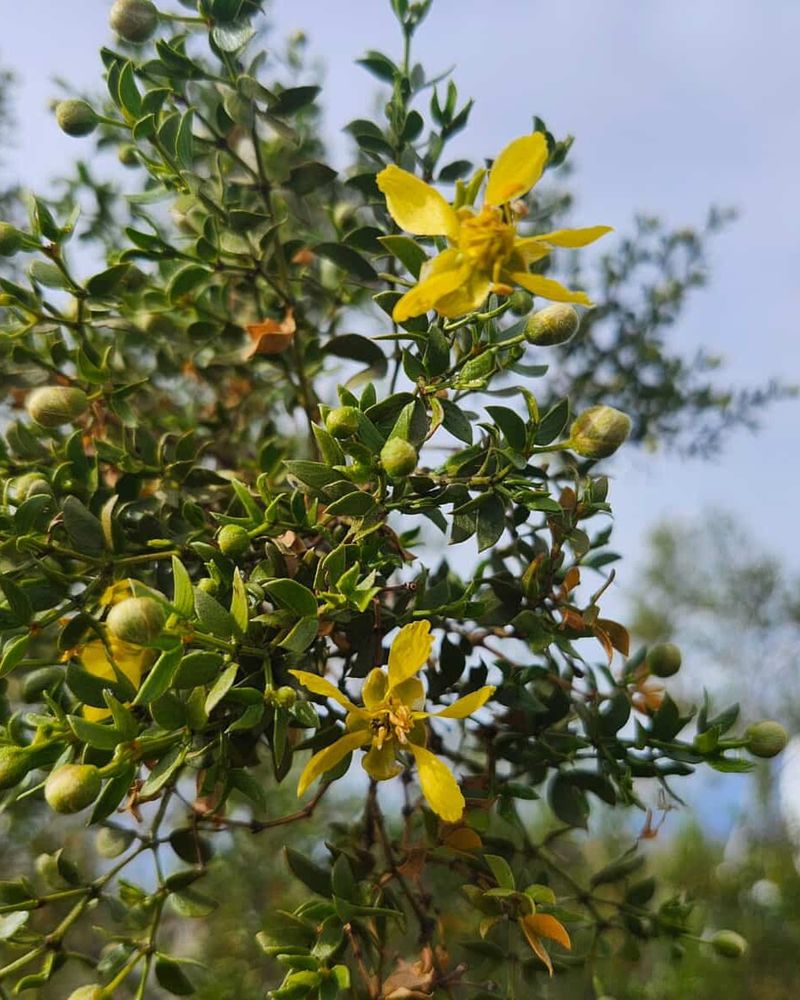 Creosote Bush Thrives With Early Fall Planting