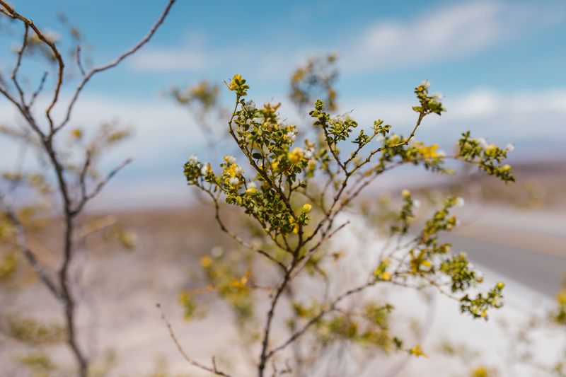 Creosote Bush
