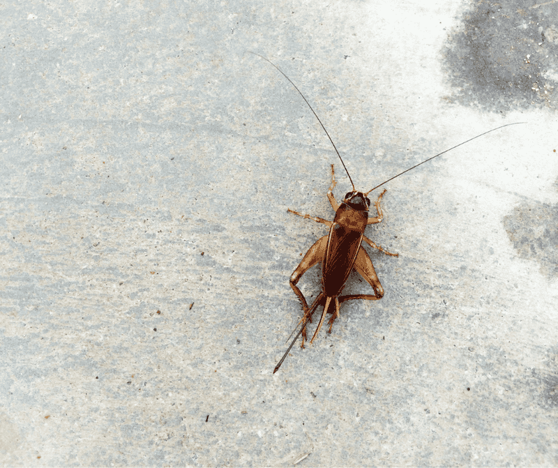Crickets And Roaches Attract Hungry Scorpions Crickets And Roaches Attract Hungry Scorpions