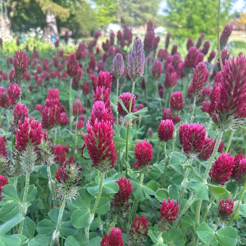 Crimson Clover Works Where Time Allows Crimson Clover Works Where Time Allows
