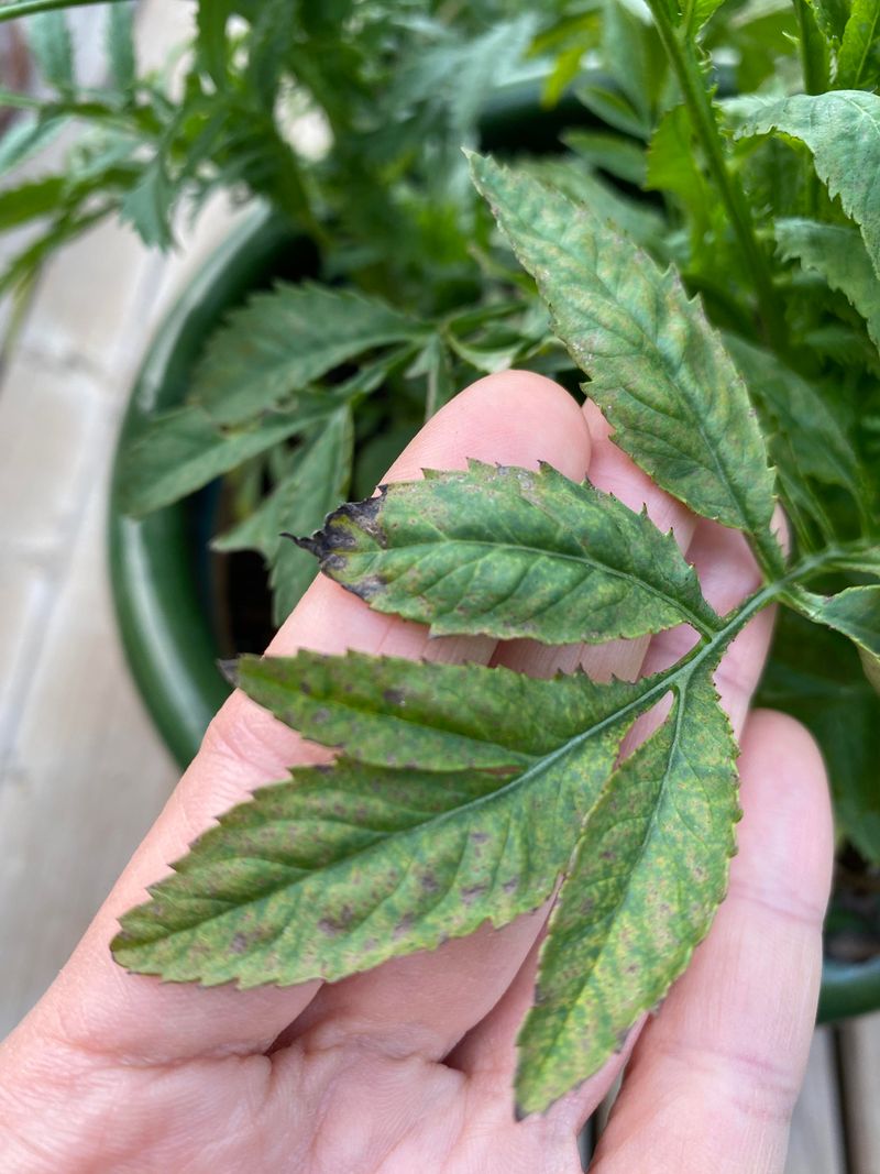 Crispy Leaf Edges Suggest Heat And Moisture Stress