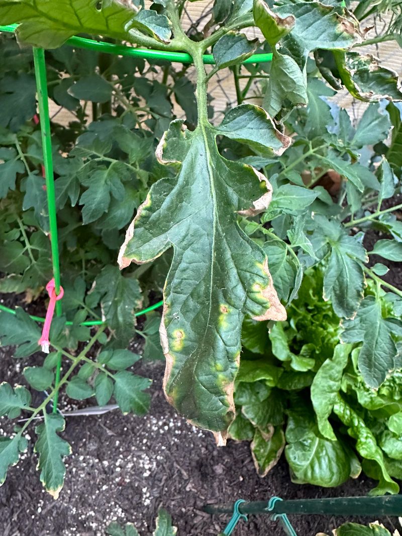 Crispy West Leaves Need Cover