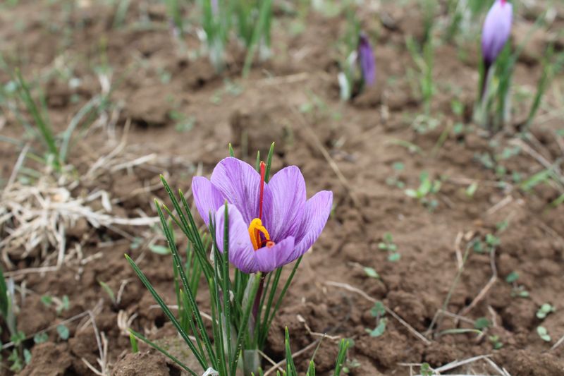 Crocus Sativus (Saffron Crocus) Crocus Sativus (Saffron Crocus)