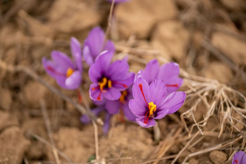 Crocus Sativus Crocus Sativus