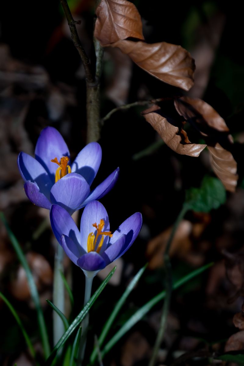 Crocus Speciosus (Showy Fall Crocus) Crocus Speciosus (Showy Fall Crocus)