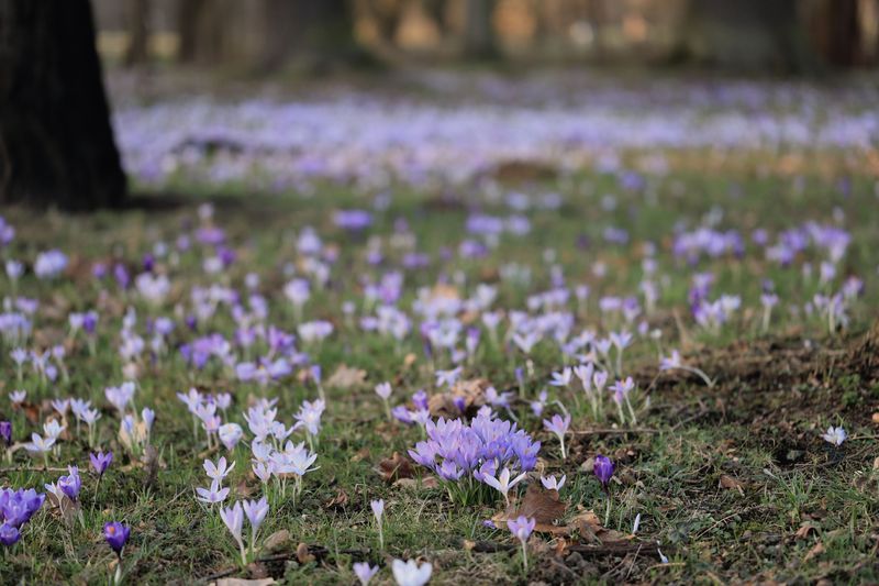 Crocuses Crocuses