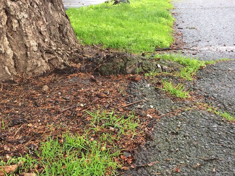 Crossing Roots Are Not As Simple As Branches