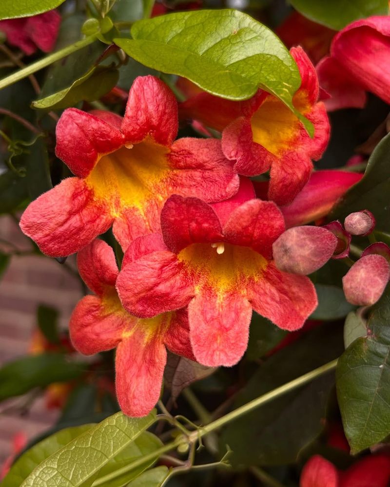 Crossvine Covers Fences With Bright Spring Flowers Crossvine Covers Fences With Bright Spring Flowers