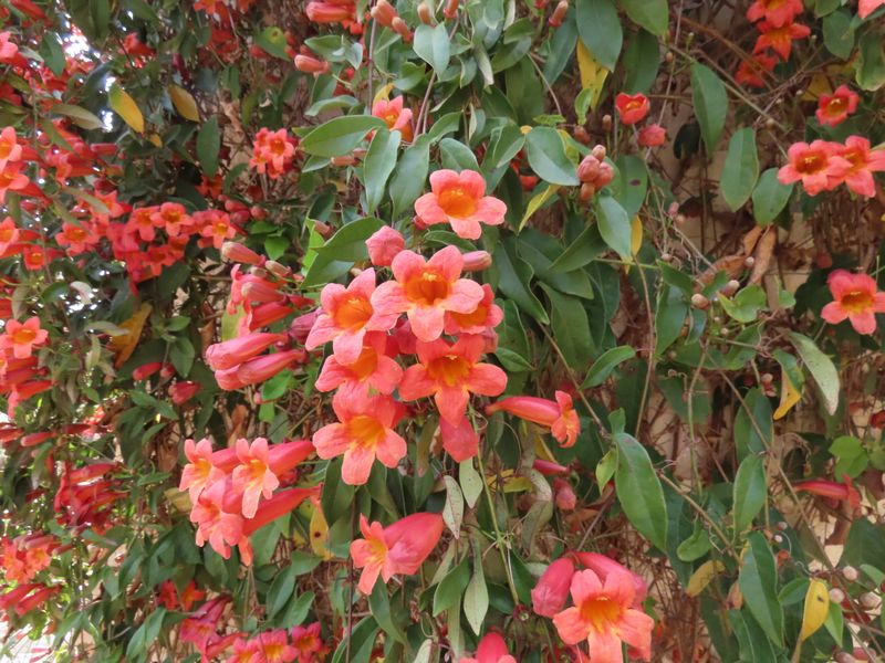 Crossvine For A Fence Glow-Up Crossvine For A Fence Glow-Up