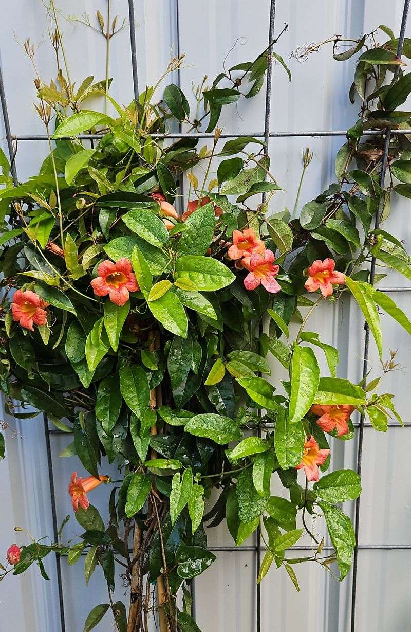 Crossvine Offers A Promising Fence Fix