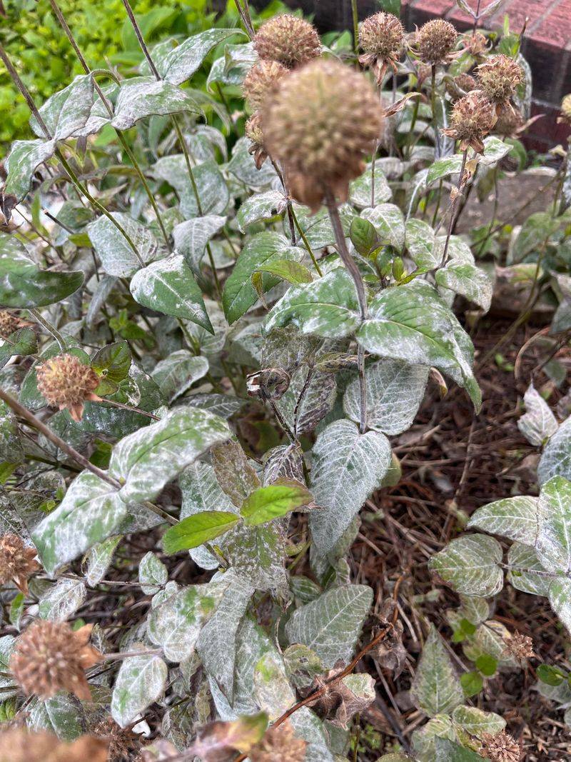Crowded Clumps Trap Moist Air Crowded Clumps Trap Moist Air