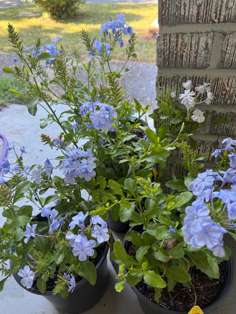 Crowded Growth Blocks Blooming Stems
